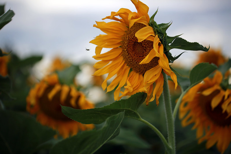 2015 8 16 - Sunflower Fields - 9S3A6563