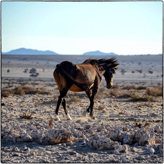 Wild Horse in the Namib Desert