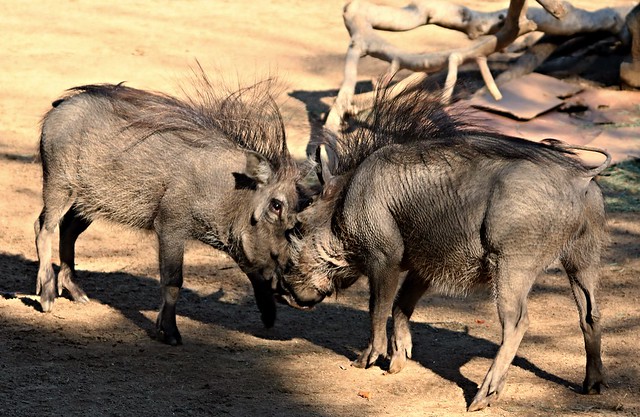 Warthogs -  hair-raising encounter