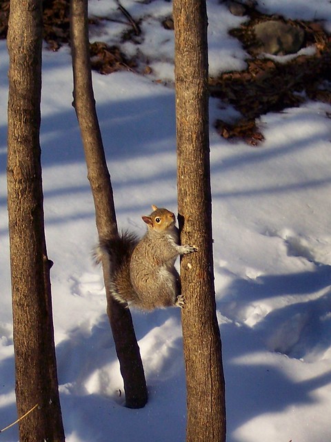 Fig Newton Squirrel  02-06-2009 (1)