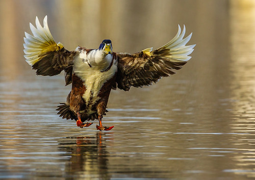 Odd-Duck-f1 | by GREENGRASS F1