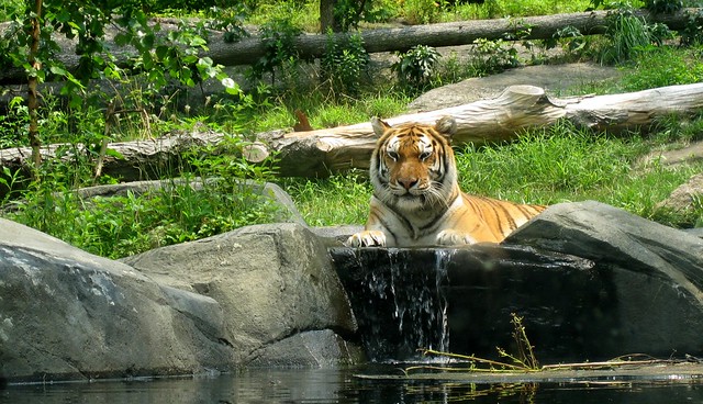 Bronx Zoo Tiger