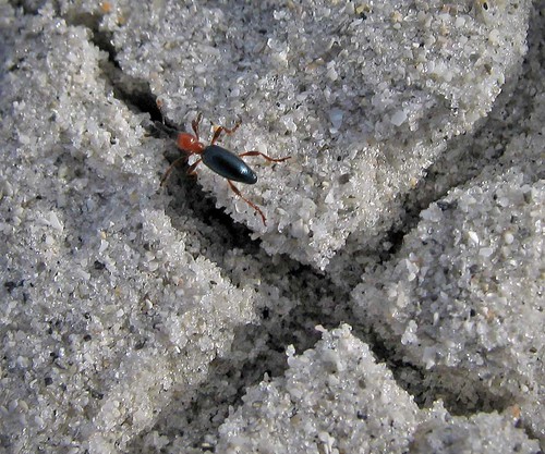 Insect On Sand,  Sanibel Island, Florida | by Sea Moon