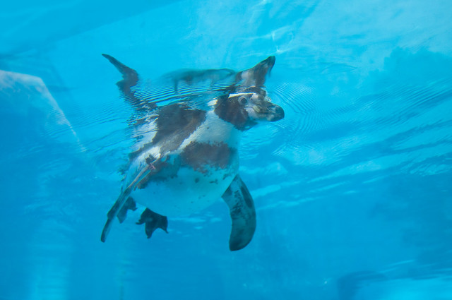 Humbolt Penguin (Spheniscus humboldti) Swimming Underwater