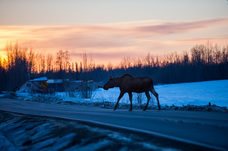 sunset moose