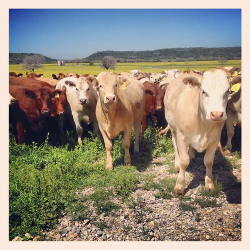 ranch happy texas cattle cows pasture palo pinto