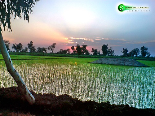 my village, beautiful sunset by ShoaibAhmed, sunset village fields sargodha bhalwal chaknno7nb