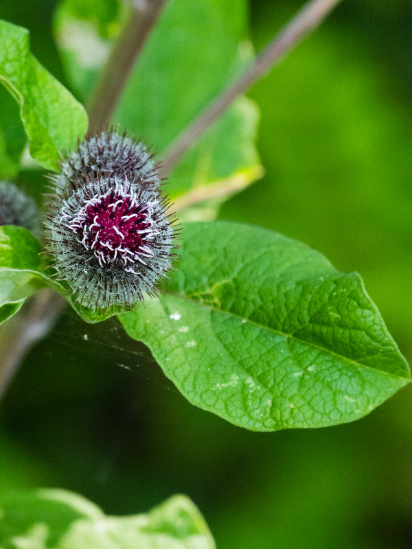 Burdock flowering