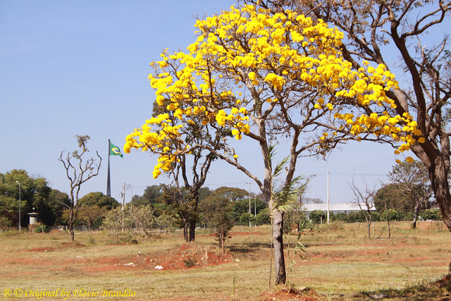 Série com o Ipê-amarelo em Brasília, Brasil - Series with the Trumpet tree, Golden Trumpet Tree, Pau D'arco or Tabebuia in Brasília, Brazil - 21-08-2011 - IMG_8585