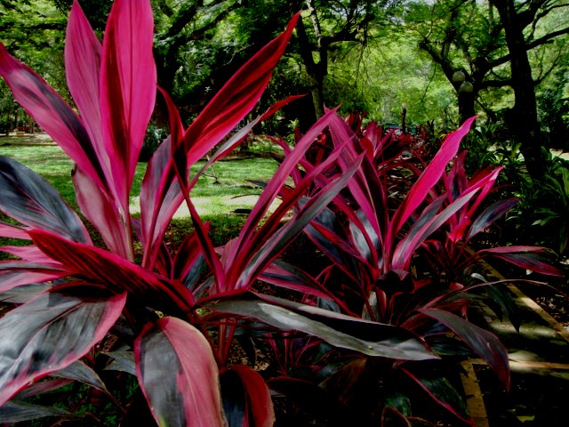 Cordyline fruticosa (L.) A. Chev.