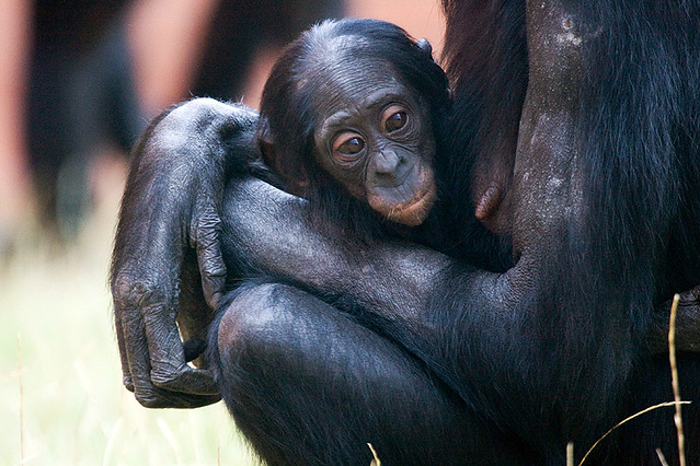 Bonobo