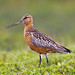 Flickr photo 'Pfuhlschnepfe (Limosa lapponica)' by: Andreas Trepte.