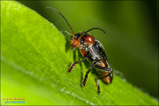 cantharis fusca, soldier beetle
