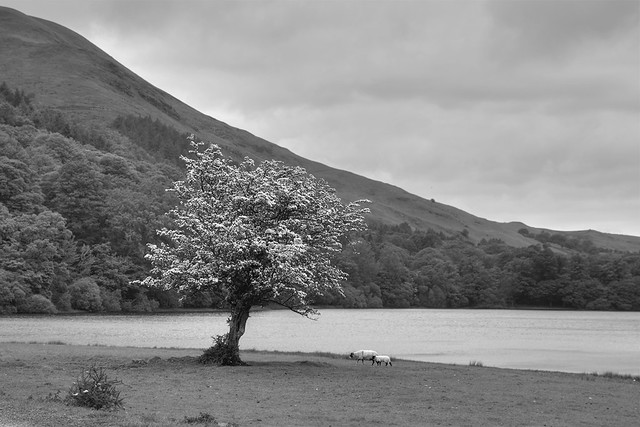 Hawthorn tree at the south end of Loweswater, Lake District National Park, Cumbria, UK