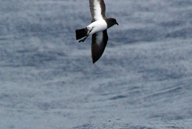 White-bellied Storm-Petrel, at Sea N of Norfolk Island, Pacific Ocean