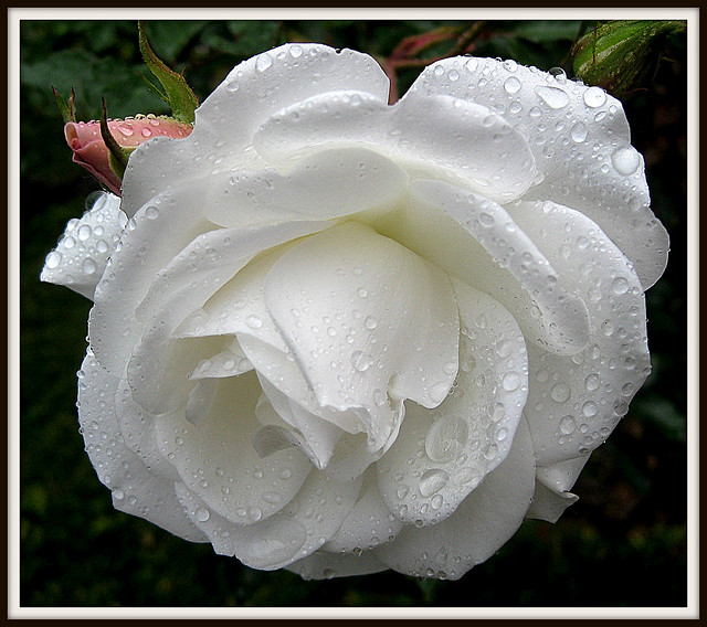 White rose in the garden