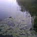 Water Lilies on Lake Washburn