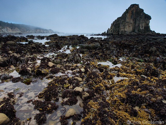 Tidepools just South of Iversen Cove, Mendocino County, California - Olympus E-410 - 9-18mm F/4-5.6