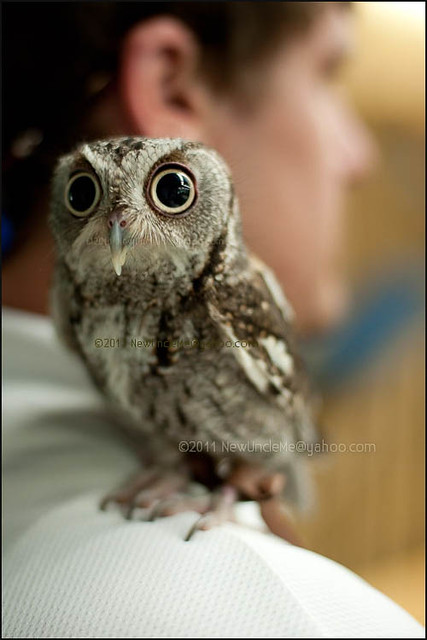 Eastern Screech Owl - Megascops asio