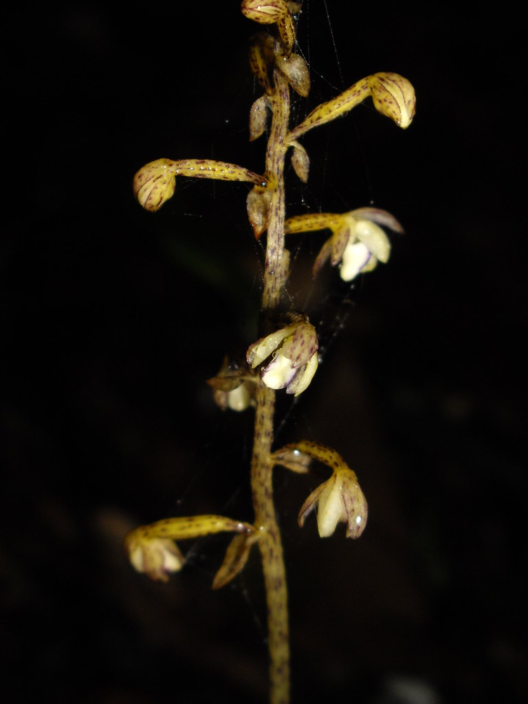 50 Aphyllorchis pallida  - Mt Kinabalu Boundary Track 2009-10-02 04
