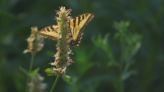 Tiger Swallowtail butterfly video