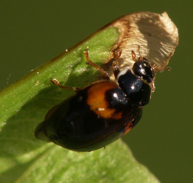 COCCINELLIDAE - Adalia decempunctata - 10 spot ladybird