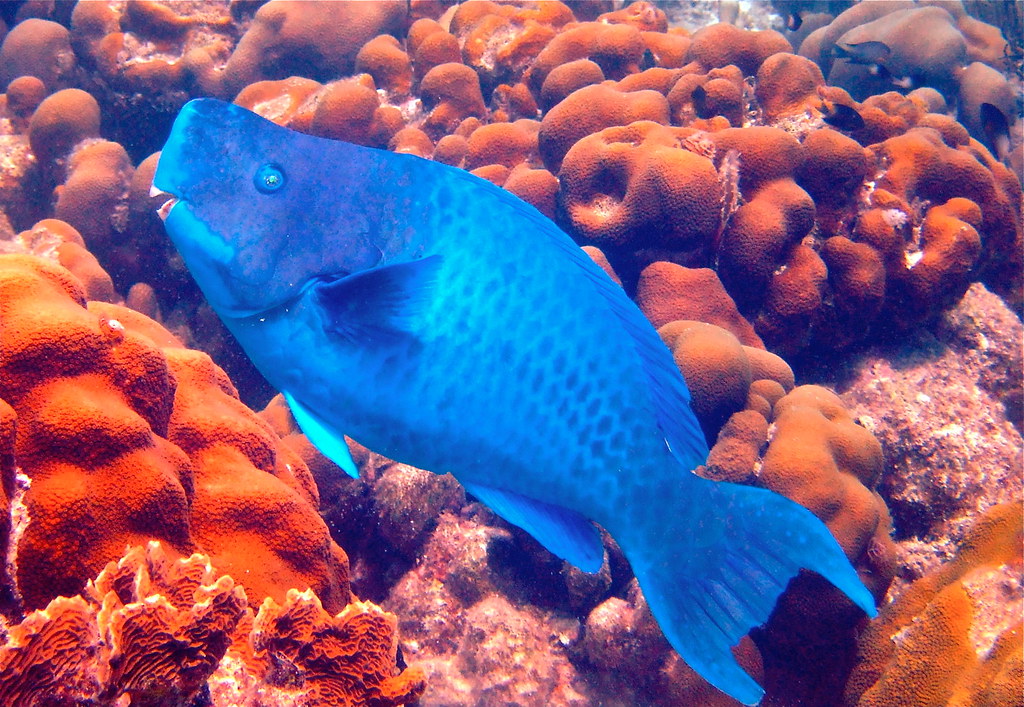 Blue Parrotfish 