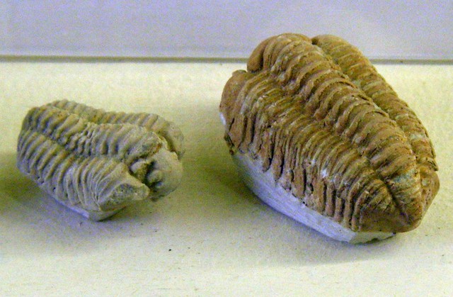 Calymene niagarensis (17-8-11 Museo de Historia Natural de Berlín)