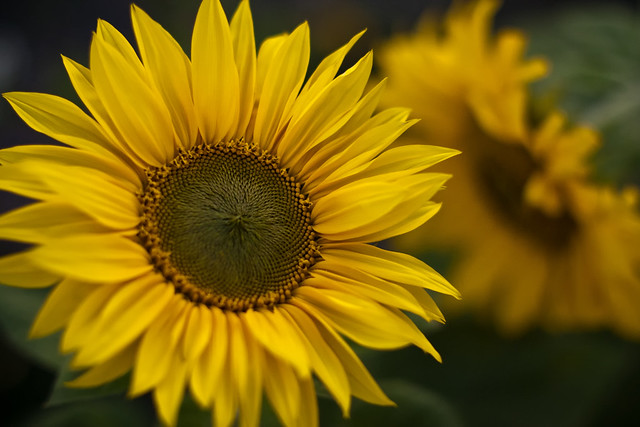 Sunflower (FD 55mm f1.2)