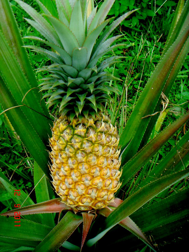 Ananas comosus (L.) Merr. cv. 