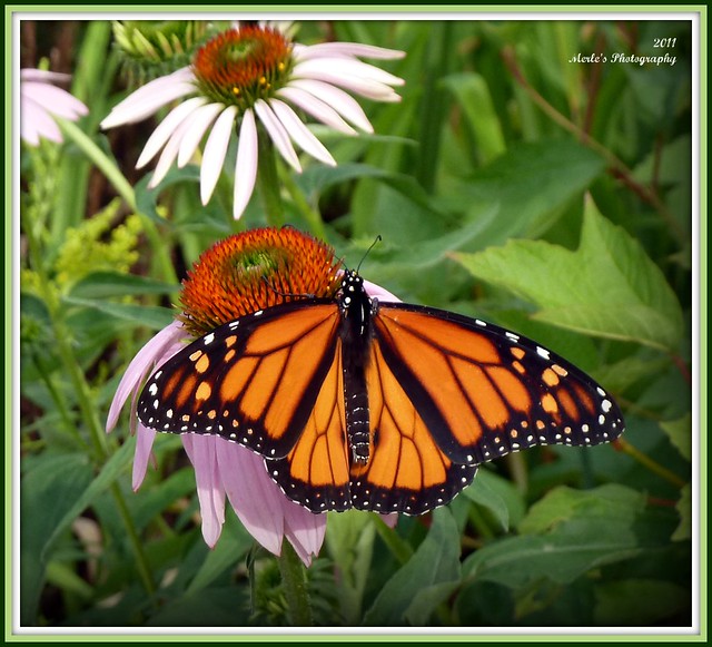 monarch butterfly in all his glory!