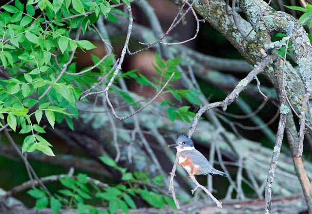 Belted King  Fisher