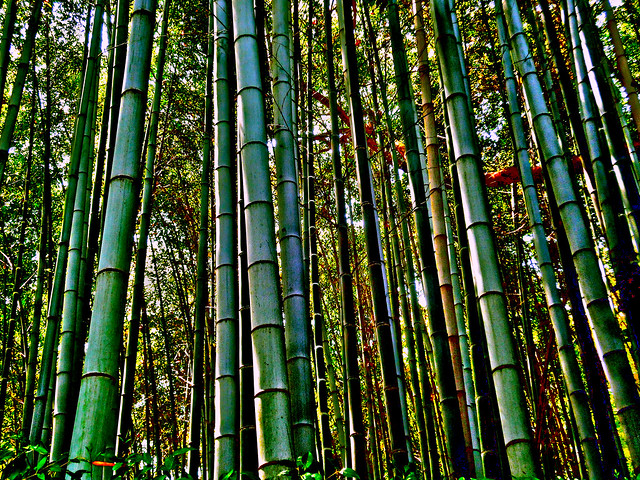 Bamboo_Forest