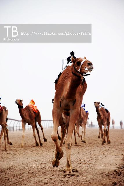 Camel Race ♥