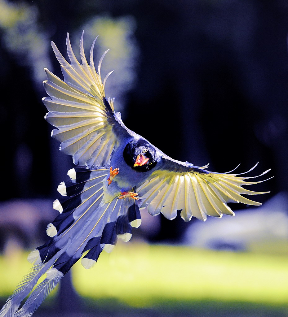 Летящие красивые птицы летящие. Птица в полете. Красивые птицы. Экзотические птицы в полете. Красивая птица в полете.