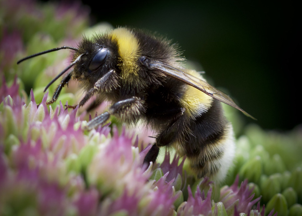 Bumble verkaufte sich für 1,3 Milliarden Dollar an Ithaca Holdings