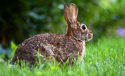 brown rabbit bunny green grass bunnyrabbit onalert canoneos50d 70300mmf4f56