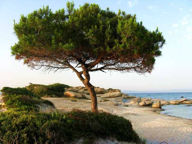 Lonely pine on the shore