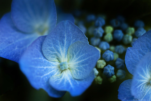 236 of 365 - Blue Hydrangeas by linlaw39