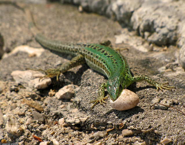 20110528_10k Green lizard (Italian wall lizard, Podarcis sicula?) carrying an egg | Split, Croatia