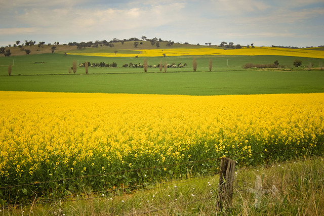 The green & gold of rural NSW
