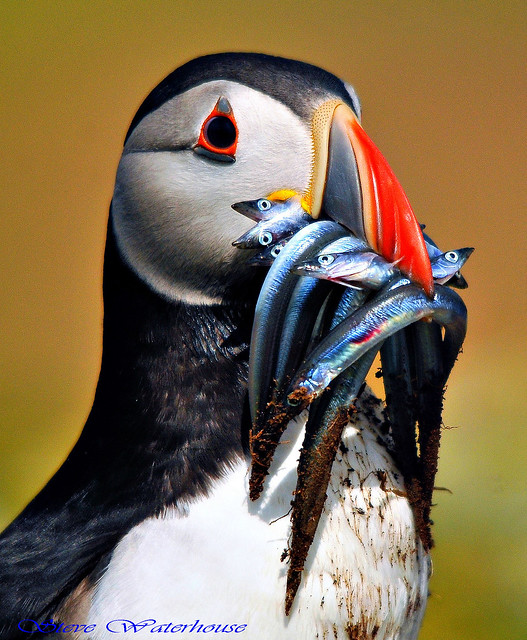 Puffin with sandeels.