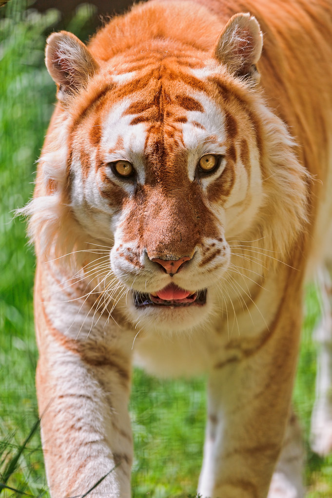 Walking golden tiger | This is the nice male golden tiger of… | Flickr