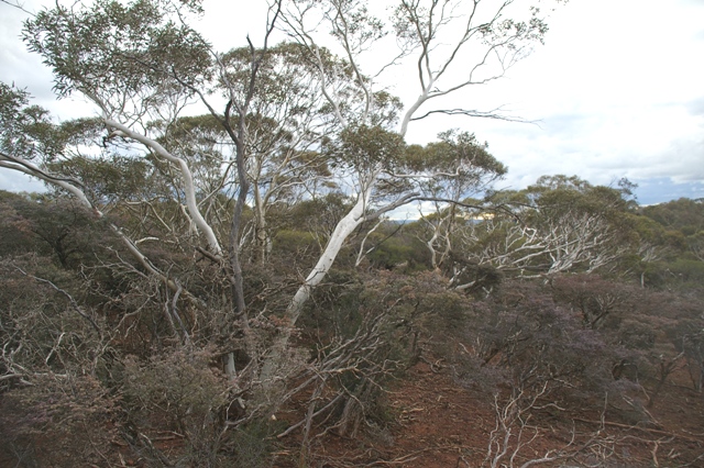 Eucalyptus armillata and Melaleuca marginata, The Speakers Chair, Mt Matilda Trail, Wongan Hills, WA, 23/07/11