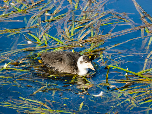 Young coot, Birmingham canal