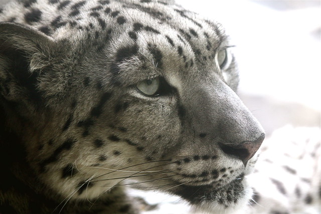 new york city central park zoo snow leopard profile 2
