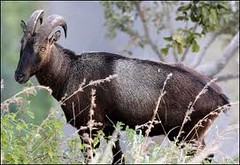 Tamilnadu state animal nilgiri tahr:Native place Valparai | Flickr