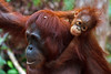 Female Orangutan with baby - Tanjung Puting National Park