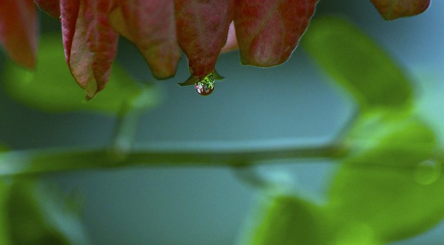 the whole plant in a drop
