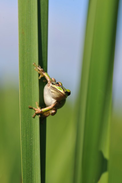 Froggy Friday
